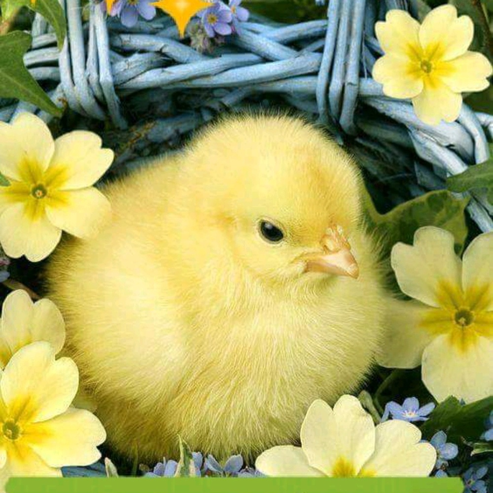 Meet your Posher, Nallely